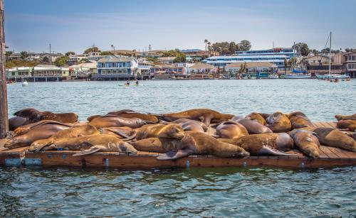 Sea Lion Dock