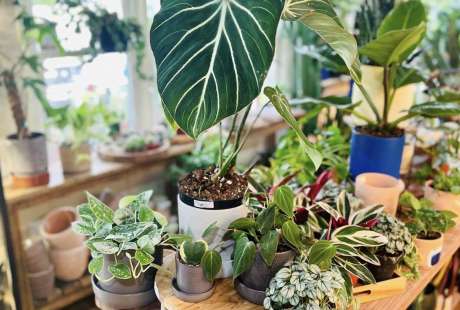 Hidden Seed Plant Co.