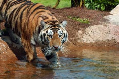 Lsu Mike The Tiger Habitat