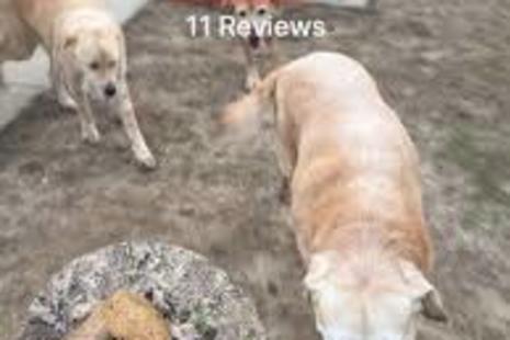 Raising Cane S Dog Park Forest Community Park