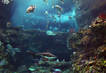 Aquarium Main Tank