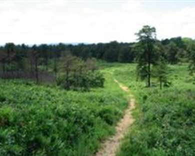 Discover the Pine Bush