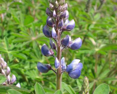 Lupine Fest