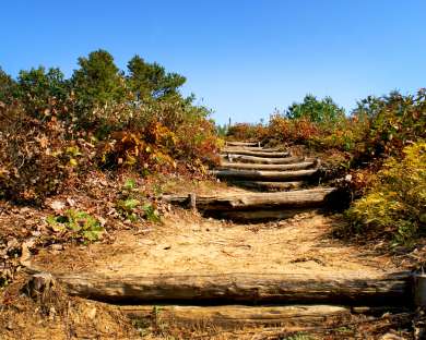 Discover the Pine Bush