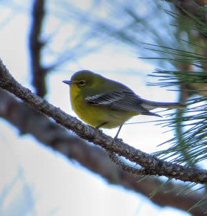 Pine-Warbler-Boiling-Spring-Lakes-Preserve