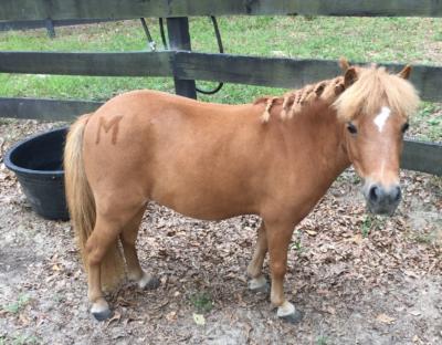 Muffin miniature horse at Morven Park