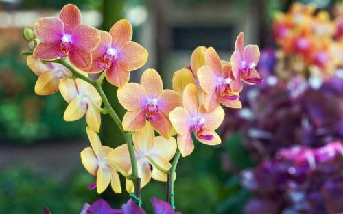 Orchid at Longwood Gardens