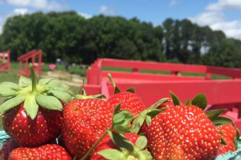 Hickory Ridge Farm Strawberry Picking and Farm Fun