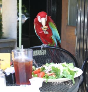 Scarlet Macaw lunching