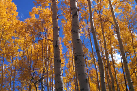 Scenic aspens in the Fall in Steamboat Springs