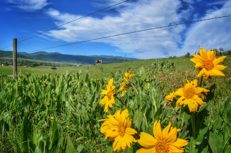 Wildflowers outside Steamboat Springs