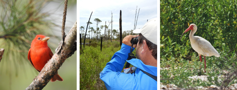 Bird watching in Coastal Mississippi