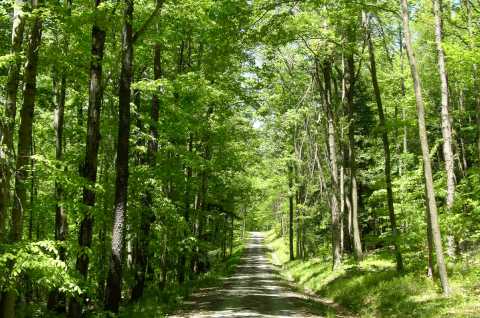 Brookfield State Forest 2