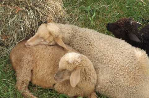 Sheep resting at the CNY Fiber Arts Festival