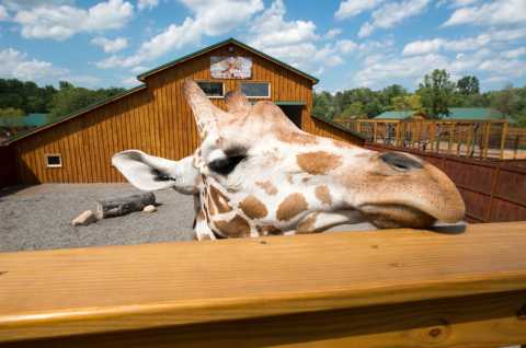 Friendly Face at The Wild Animal Park