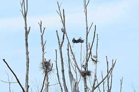 Birding at Great Swamp Conservancy