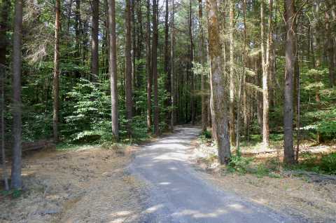 Muller Hill State Forest accessible trail