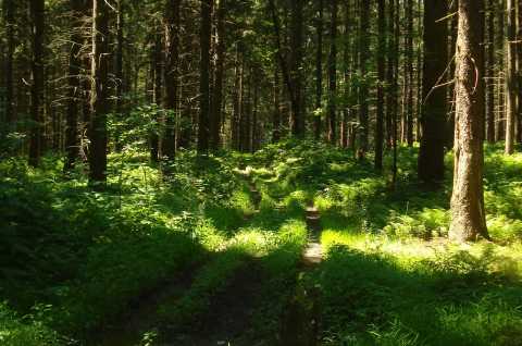 Muller Hill State Forest