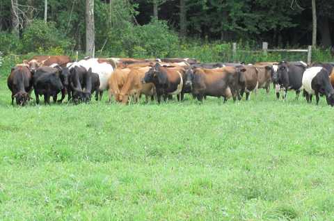 Open Farm Day