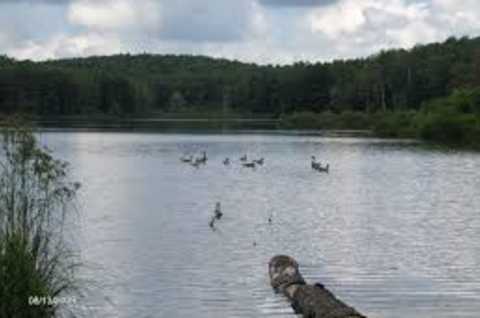 Stoney Pond