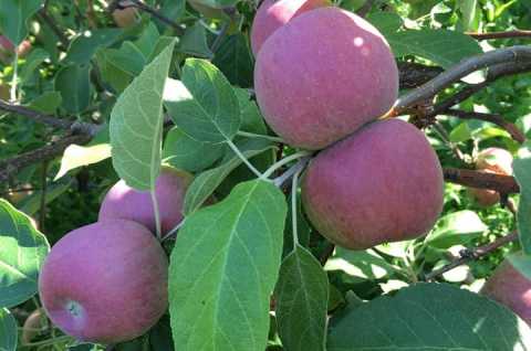 Sweet Acres Orchard