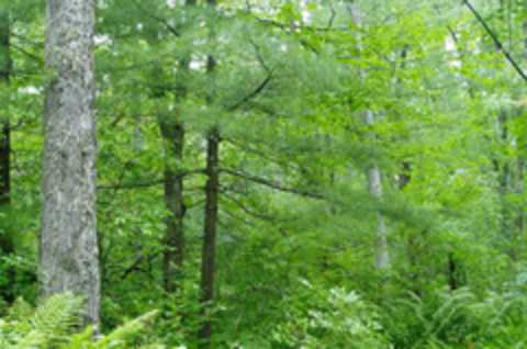 Tioughnioga Forest