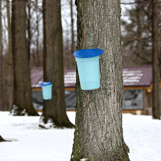 Maple Syrup Weekends