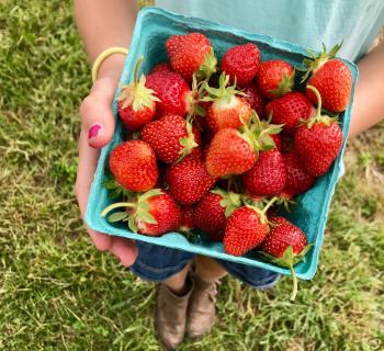 North Salem is hosting a Strawberry Festival Sunday. Copy of Strawberries, strawberry picking, beasley's orchard