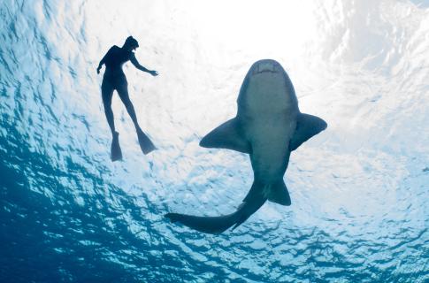 Everybody Loves Rays & Sharks!