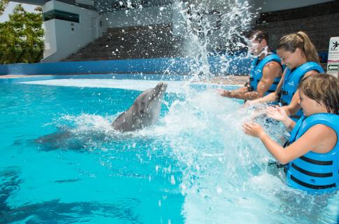 nado-con-delfines-4