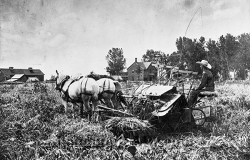 Dickens on his McCormick grain binder on his farm in Longmont, Colorado (1900)