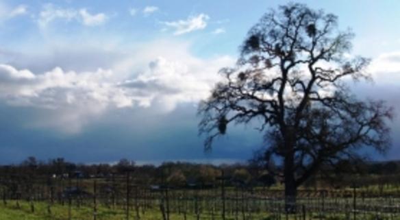 Amador County Vintners Association