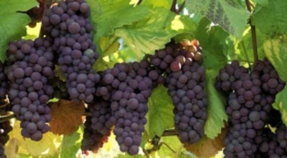 Clarksburg Wine Growers Association