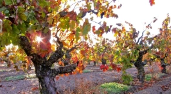 Lodi Wine and Visitors