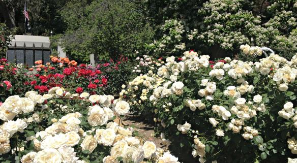 World Peace Rose Garden