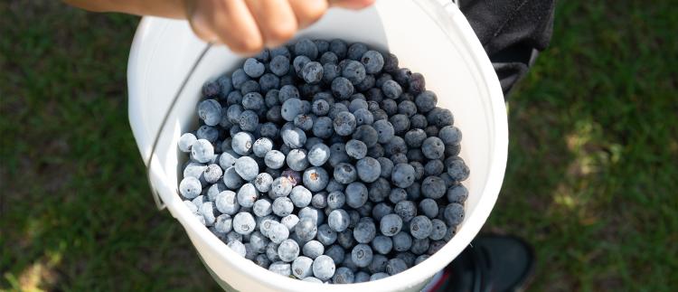 Blueberry Bucket full of sweet blueberries from Johnston County, NC.