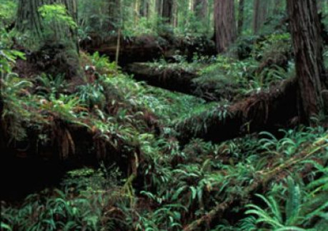 130P3Green Undergrowth in the Headwaters Forest Reserve.jpg