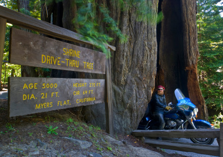 Shrine Drive Thru Tree