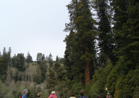 2228P3Ranger Jim with park visitors at the Tall trees grove.jpg