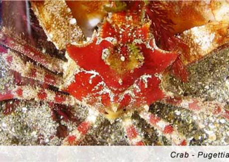 2815P3Crab.jpg