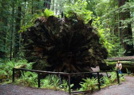 3411P3Dyerville Giant.jpg