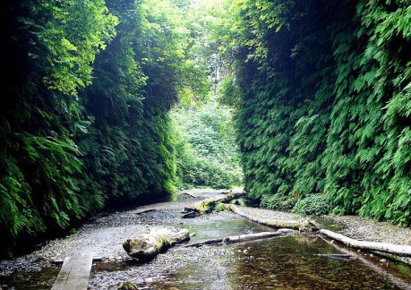 476P3Fern Canyon.jpg