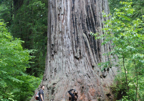 Big Tree in Redwood National Park