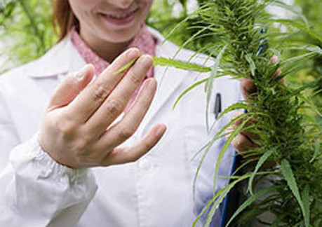 Cannabis Tour