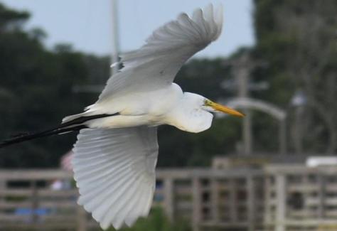 SBSS_BIRD_RESIZED
