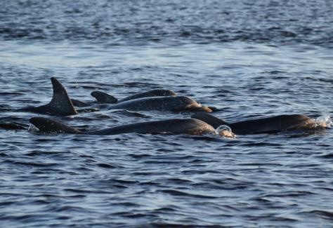 SBSS_DOLPHINS_RESIZED