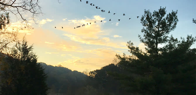 Green Lane Park Geese