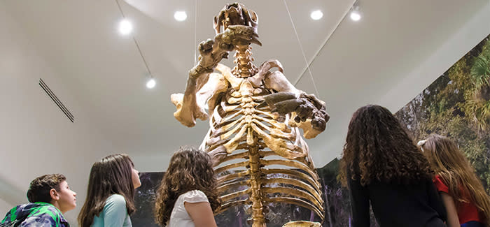 The skeleton of a giant ground sloth discovered in Daytona Beach towers over children who are looking up at it.