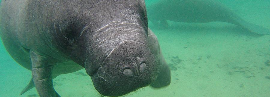 Seeing manatees at Blue Spring State Park and throughout the area's pristine waterways is a delightful outing