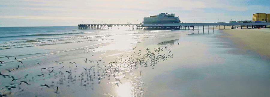 Birds along the shoreline near the Daytona Beach Pier